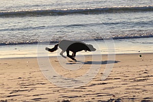 Dog running on beach, waves in backround