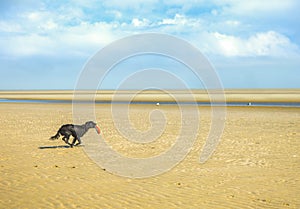 Dog Running on a Cape Cod Beach
