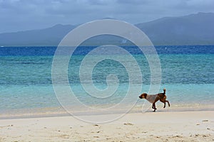 Dog running at a caribbean beach of a San Blas island, in PanamÃÂ¡ photo