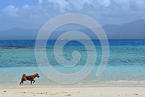 Dog running at a caribbean beach of a San Blas island, in PanamÃ¡