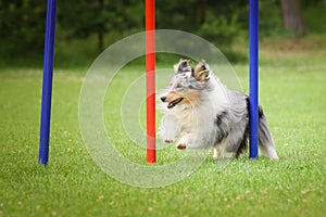 Dog is running on czech agility competition slalom.