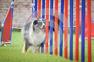 Dog is running on czech agility competition slalom.