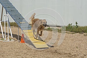 Dog running down dog walk ramp