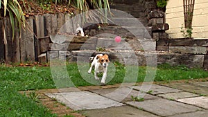 Dog running down steps and chasing a ball in the garden