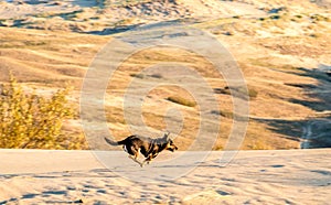 Dog running through dunes