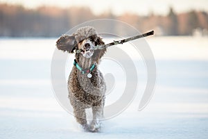 Dog running and enjoying the snow on a beautiful winter day.