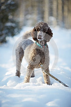 Dog running and enjoying the snow on a beautiful winter day.