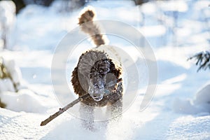 Dog running and enjoying the snow on a beautiful winter day.