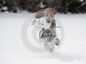 Dog running and enjoying the snow on a beautiful winter day.