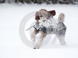 Dog running and enjoying the snow on a beautiful winter day.