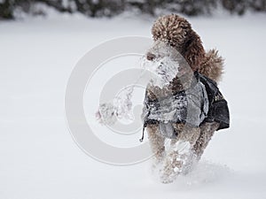 Dog running and enjoying the snow on a beautiful winter day.