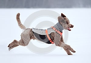 Dog running and enjoying the snow on a beautiful winter day.