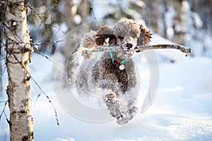 Dog running and enjoying the snow on a beautiful winter day.