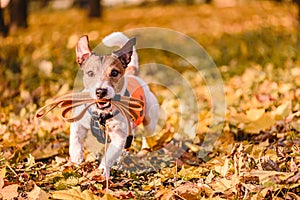 Dog running in Fall park with accessories for professional dog walker: leash, harness, safety vest and dog tag