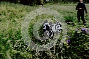 Dog running in field