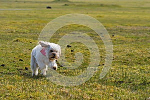 Dog running in field