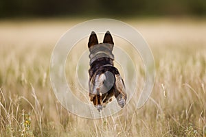 Dog Running through field photo