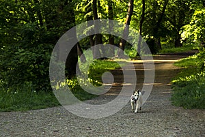 Dog running on foot path