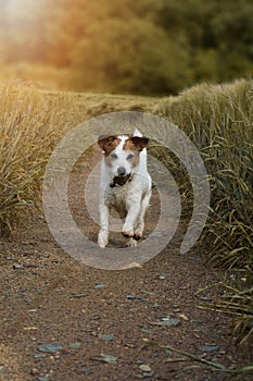 DOG RUNNING WITH A FREAKING ROCK IN ITS MOUTH IN A FIELD OF WHEAT WITH SUNSET LIGHT. HAPPY JACK RUSSELL PORTRAIT.