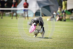 Dog is running with frisbee on frisbee competition.