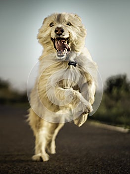 Dog running with a funnyface and the tongue outside photo