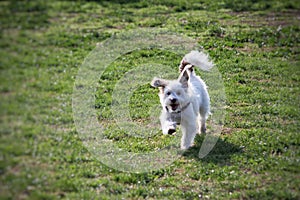 Dog running in a grass green meadow