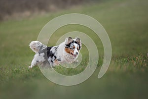 Dog is running on the grass in the park.sport with pet