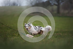 Dog is running on the grass in the park.sport with pet