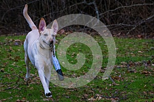 a dog running on the grass with a tooth brush in its mouth