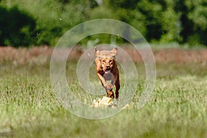 Dog running in green field and chasing lure at full speed on coursing competition