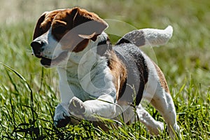 Dog running in green field and chasing lure at full speed on coursing competition