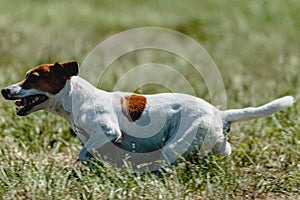 Dog running in green field and chasing lure at full speed on coursing competition