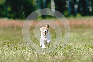 Dog running in green field and chasing lure at full speed on coursing competition