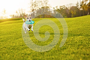 Dog running on green grass