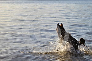 A dog running happily in the suf photo