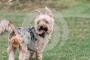 A dog running and happy and smile on the grass