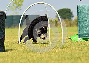 Dog is running in hoopers race.