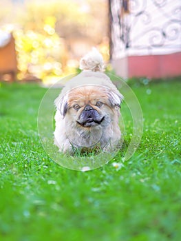 Dog running and jumping at the green grass