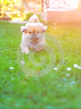 Dog running and jumping at the green grass