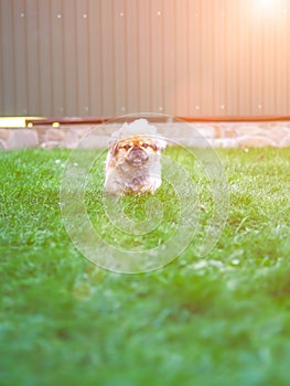 Dog running and jumping at the green grass