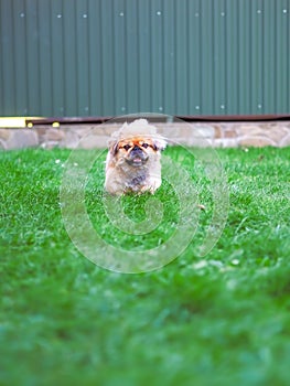 Dog running and jumping at the green grass