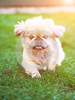 Dog running and jumping at the green grass