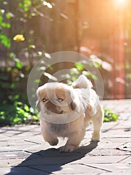 Dog running and jumping at the green grass