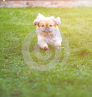 Dog running and jumping at the green grass