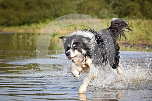 Dog is running in lake in water.