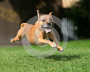 Dog running and leaping