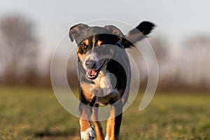 dog running at the meadow on early spring, Appenzeller Sennenhund