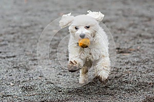 Dog running with orange ball