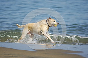 Dog running out of San Francisco Bay 3