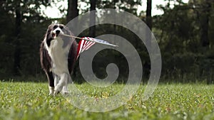 Dog running outside in slow motion holding the US American flag